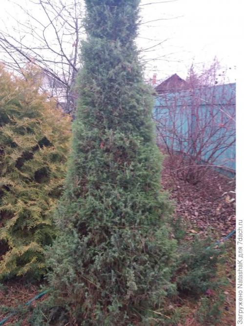 Укрытие хвойных на зиму. Хвойные и зимовка –, что накрываем, а что нет