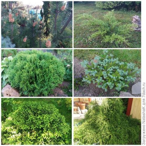 Укрытие хвойных на зиму. Хвойные и зимовка –, что накрываем, а что нет