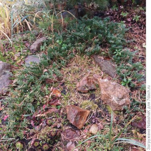 Укрытие хвойных на зиму. Хвойные и зимовка –, что накрываем, а что нет