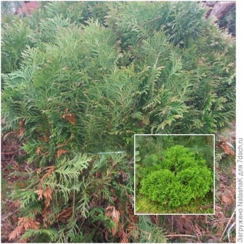 Укрытие хвойных на зиму. Хвойные и зимовка –, что накрываем, а что нет