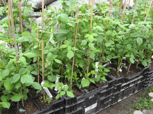 Малина садовая посадка и уход. Как сажать правильно 05