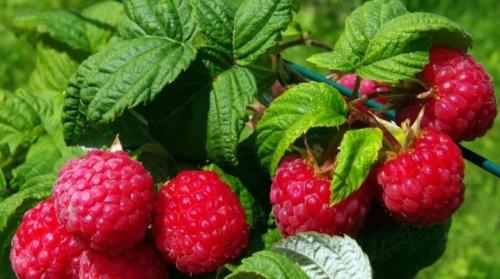 Малина посадка и уход в открытом грунте. Правила и технология посадки малины