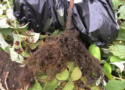 Малина садовая посадка и уход. Как сажать правильно 06