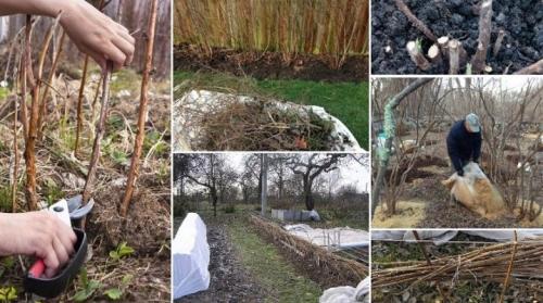 Уход за малиной осенью. Как подготовить малину к зиме?