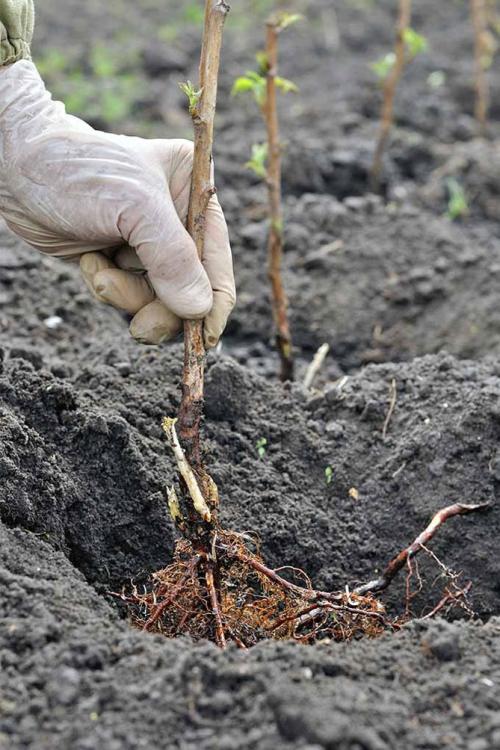 Малина садовая посадка и уход. Как сажать правильно