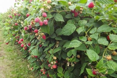 Малина садовая посадка и уход. Как сажать правильно 04