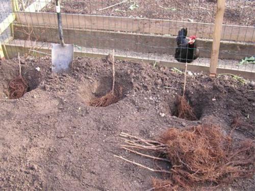 Малина садовая посадка и уход. Как сажать правильно