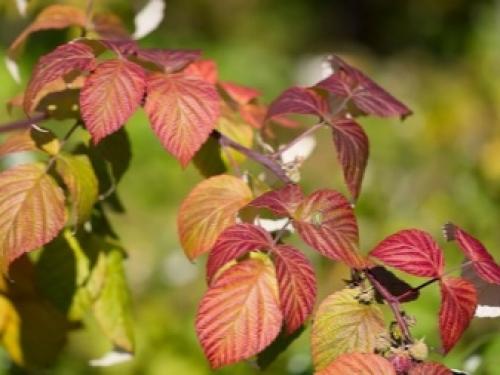 Малина садовая посадка и уход. Как сажать правильно 08