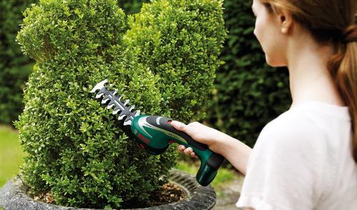 Уход за туями обрезка. Все ли туи обрезают?