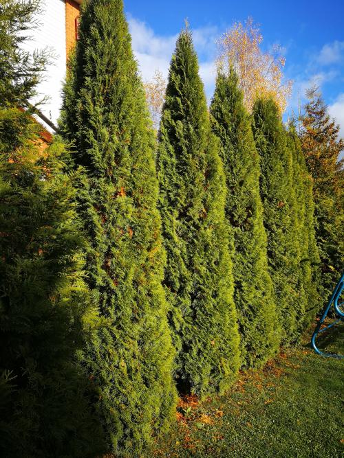 Ржавчина туи лечение. Болезни туи и как их избежать?