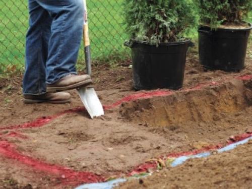 У туи изнутри хвоя рыжего цвета.. Проблема с туей. Что предпринять при побурении хвои? У туи изнутри хвоя рыжего цвета.. Проблема с туей. Что предпринять при побурении хвои?