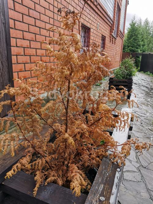 Ржавчина туи лечение. Болезни туи и как их избежать?