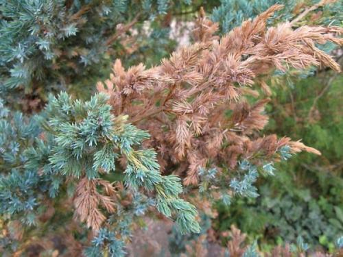 Болезни туй и можжевельников. Про дачу. О болезнях можжевельников