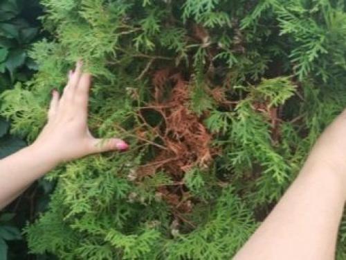 Почему желтеет и сохнет туя. Добавление статьи в новую подборку 02