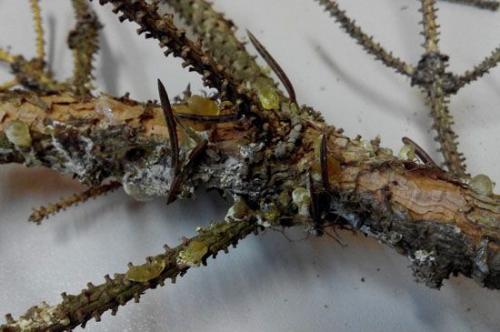 Как лечить ржавчину на туях. Заболевания туи и их лечение 10 Как лечить ржавчину на туях. Заболевания туи и их лечение 10