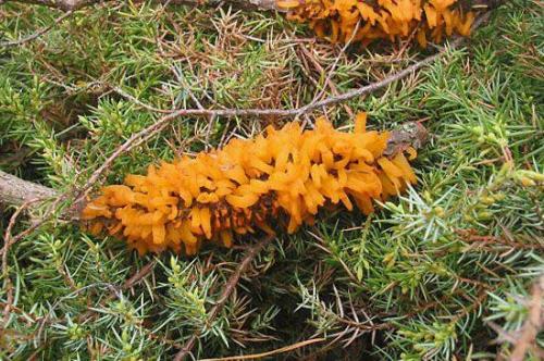 Как лечить ржавчину на туях. Заболевания туи и их лечение 15 Как лечить ржавчину на туях. Заболевания туи и их лечение 15