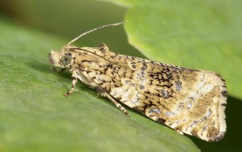 Как лечить ржавчину на туях. Заболевания туи и их лечение 30 Как лечить ржавчину на туях. Заболевания туи и их лечение 30