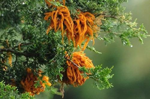 Как лечить ржавчину на туях. Заболевания туи и их лечение 17 Как лечить ржавчину на туях. Заболевания туи и их лечение 17