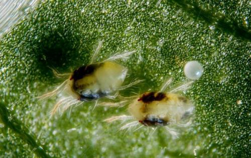 Как лечить ржавчину на туях. Заболевания туи и их лечение 26 Как лечить ржавчину на туях. Заболевания туи и их лечение 26