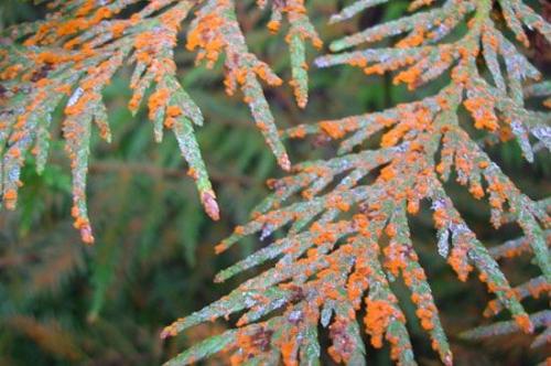 Как лечить ржавчину на туях. Заболевания туи и их лечение 16 Как лечить ржавчину на туях. Заболевания туи и их лечение 16