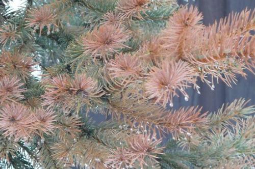 Как лечить ржавчину на туях. Заболевания туи и их лечение 13 Как лечить ржавчину на туях. Заболевания туи и их лечение 13