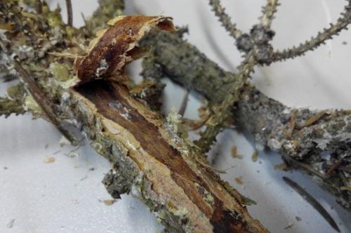 Как лечить ржавчину на туях. Заболевания туи и их лечение 11 Как лечить ржавчину на туях. Заболевания туи и их лечение 11