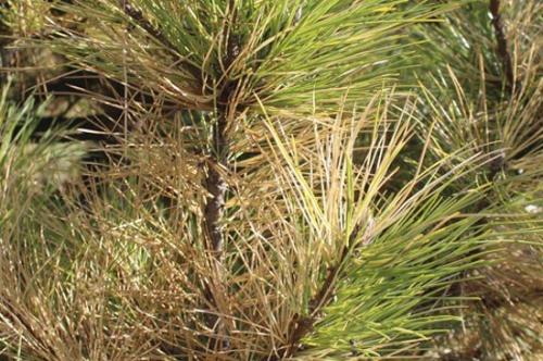 Как лечить ржавчину на туях. Заболевания туи и их лечение 12 Как лечить ржавчину на туях. Заболевания туи и их лечение 12