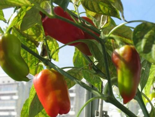 Болгарский перец выращивание и уход. Выращивание перца от «А» до «Я» 11