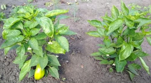 Выращивание перца в открытом грунте правильно: от посадки до урожая