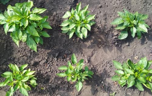 Выращивание перца в открытом грунте правильно: от посадки до урожая