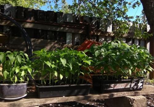 Выращивание перца в открытом грунте правильно: от посадки до урожая