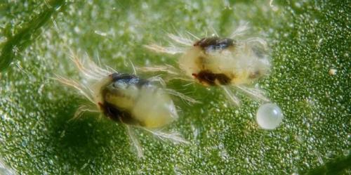 Чем обработать туи от желтизны. Туя сохнет и желтеет: что делать в домашних условиях?