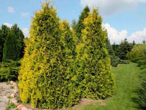Чем обработать туи от желтизны. Туя сохнет и желтеет: что делать в домашних условиях?