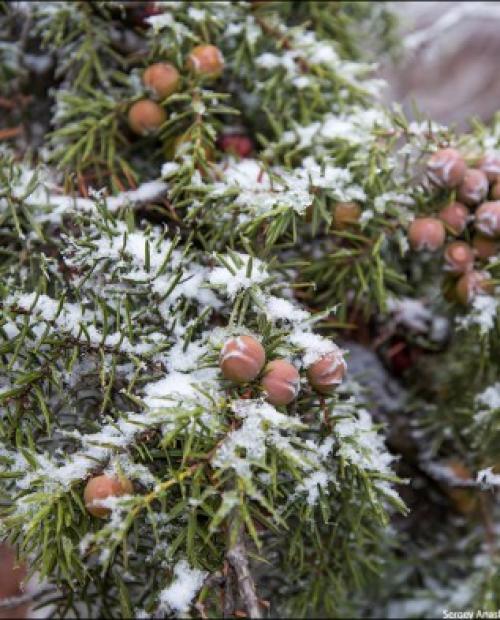 Болезни и лечение туи западной и восточной. Болезни и вредители туй. Причины усыхания. Лечение. 11