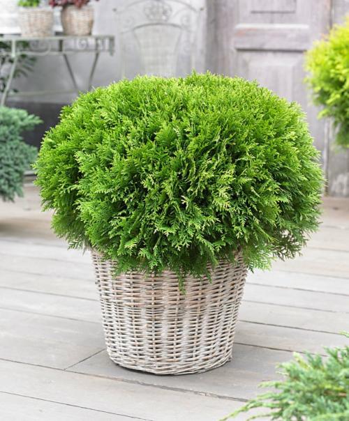 Сохнет верхушка туи. Характеристика комнатной туи и видовое разнообразие