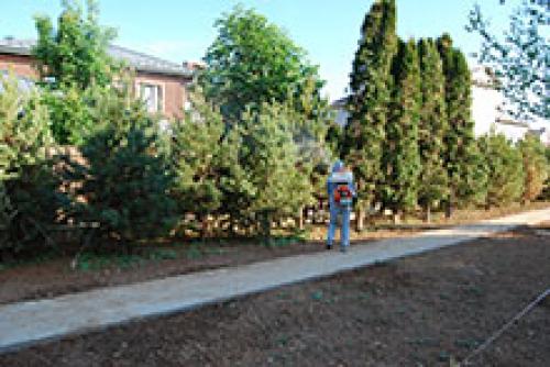 Болезни и лечение туи западной и восточной. Болезни и вредители туй. Причины усыхания. Лечение. 01