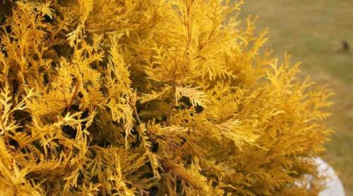 Чем обработать туи от желтизны. Туя сохнет и желтеет: что делать в домашних условиях?