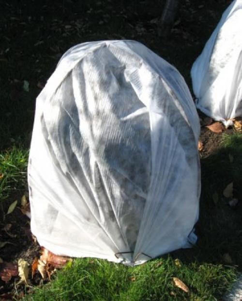 Болезни и лечение туи западной и восточной. Болезни и вредители туй. Причины усыхания. Лечение. 13