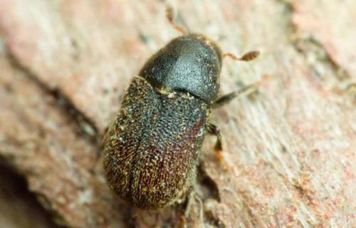 Чем обработать туи от желтизны. Туя сохнет и желтеет: что делать в домашних условиях?