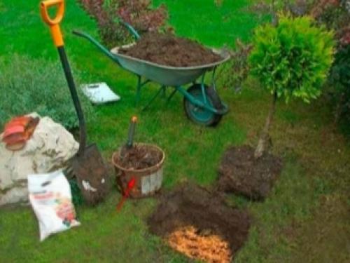 Желтеет и сохнет туя. Туя желтеет из-за неправильного ухода 04