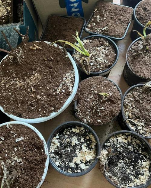 Какие растения можно пересадить в дом для защиты от мороза