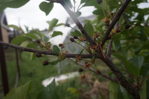 Какие растения наиболее уязвимы для возвратных заморозков