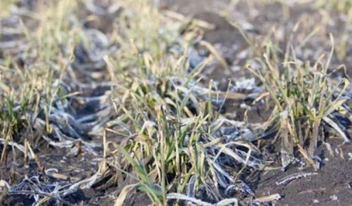 Какие растения наиболее уязвимы для заморозков весной