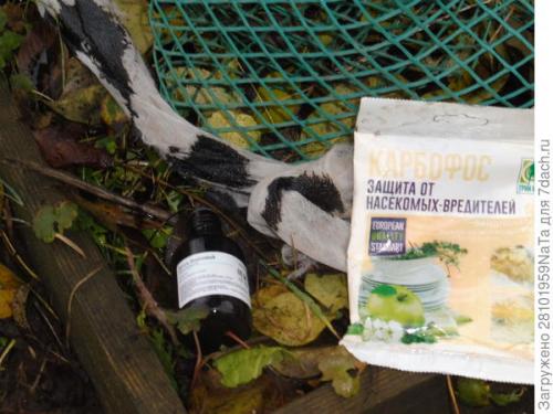 Приемы защиты плодовых деревьев