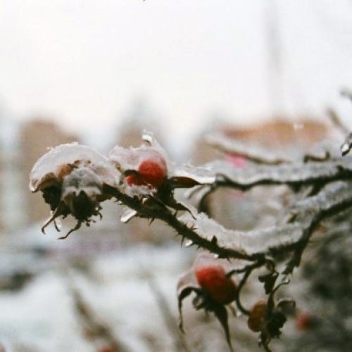 Приемы защиты плодовых деревьев