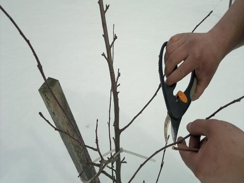 Приемы защиты плодовых деревьев