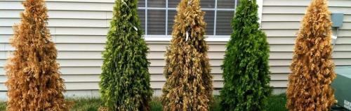 Фузариоз туи. Заболевания хвойных растений