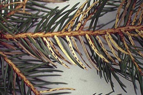 Болезни и вредители туи. Болезни туи и их лечение 04 Болезни и вредители туи. Болезни туи и их лечение 04