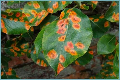 Болезни туй и можжевельников. Про дачу. О болезнях можжевельников