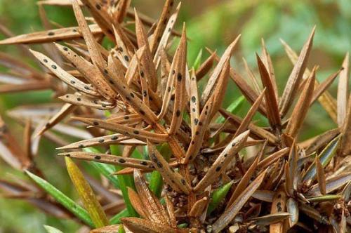 Болезни и вредители туи. Болезни туи и их лечение 02 Болезни и вредители туи. Болезни туи и их лечение 02